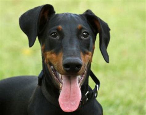 dobermann oren knippen|Dobermann kennel van 't Duinezicht.